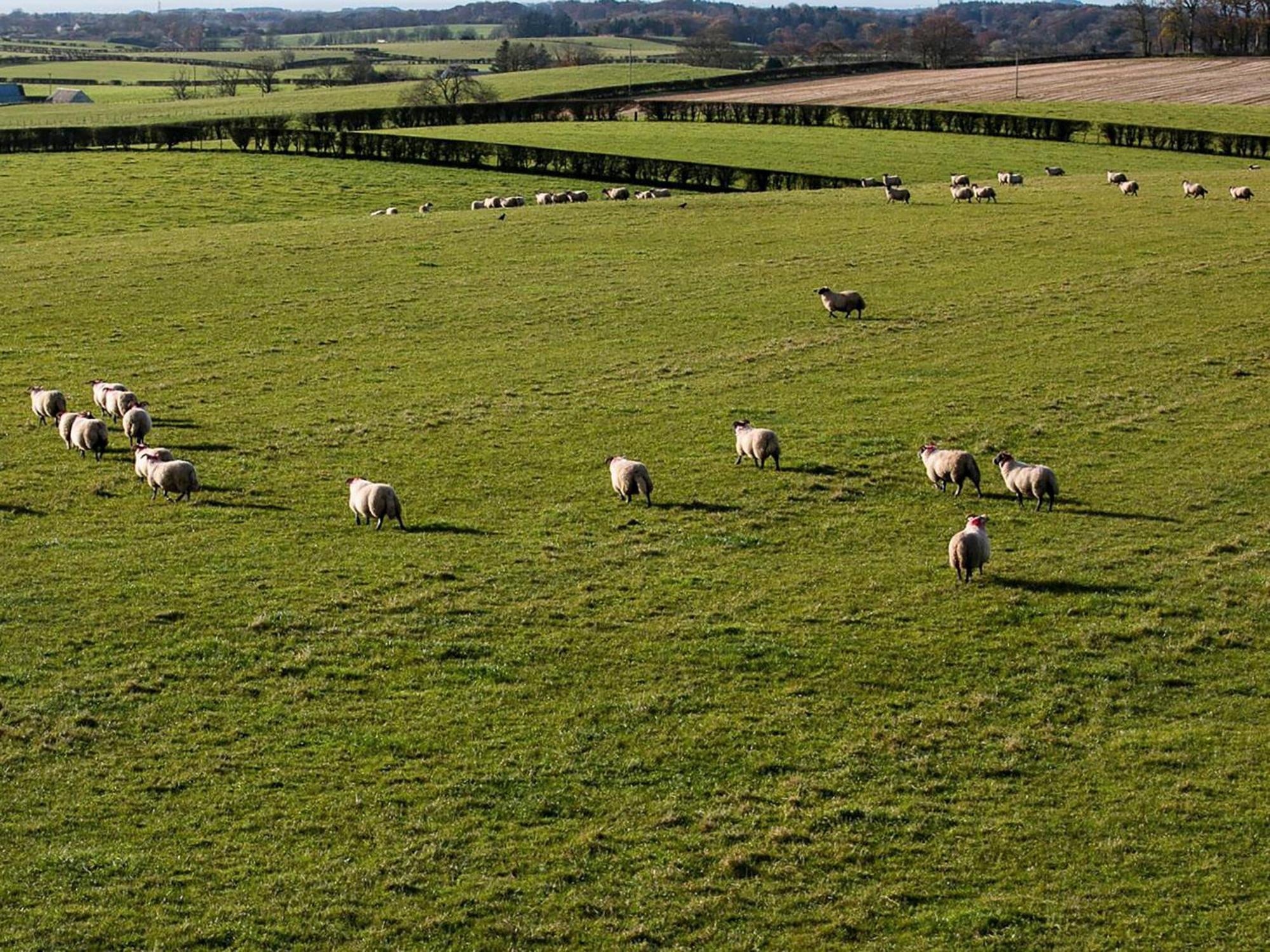 Wheatfield House Villa Kilmaurs Dış mekan fotoğraf